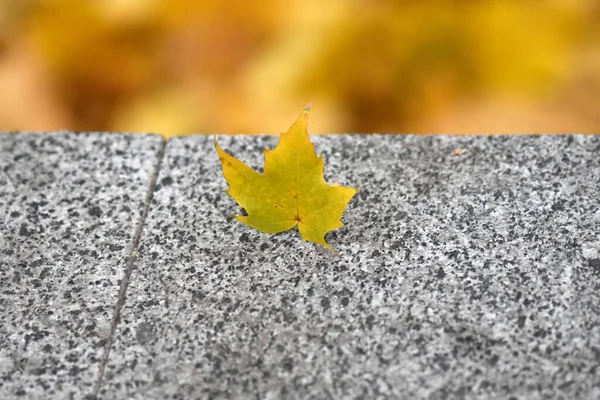 Autumn Leaves Wooden Background — Stock Photo, Image