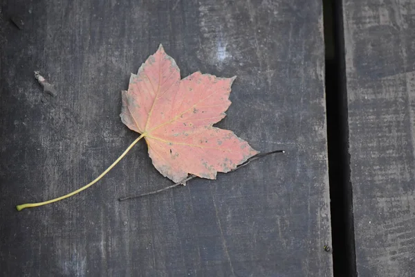 Foglie Autunnali Fondo Legno — Foto Stock