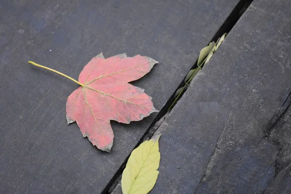 Hojas Otoño Sobre Fondo Madera —  Fotos de Stock