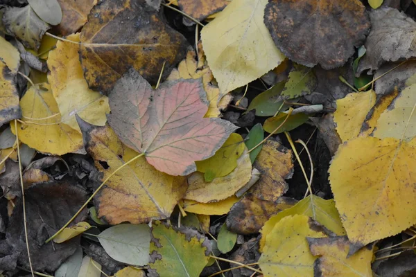 Autumn Leaves Wooden Background — Stock Photo, Image