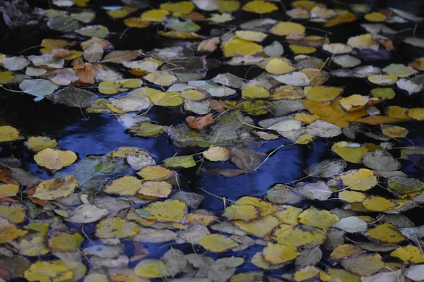 Herfst Bladeren Houten Achtergrond — Stockfoto