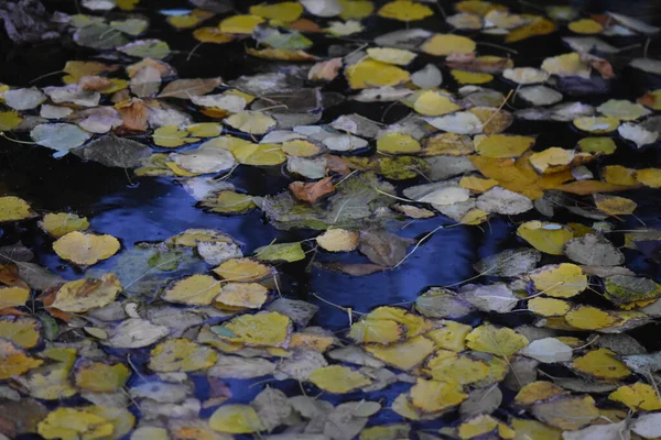 Podzimní Listy Dřevěném Pozadí — Stock fotografie