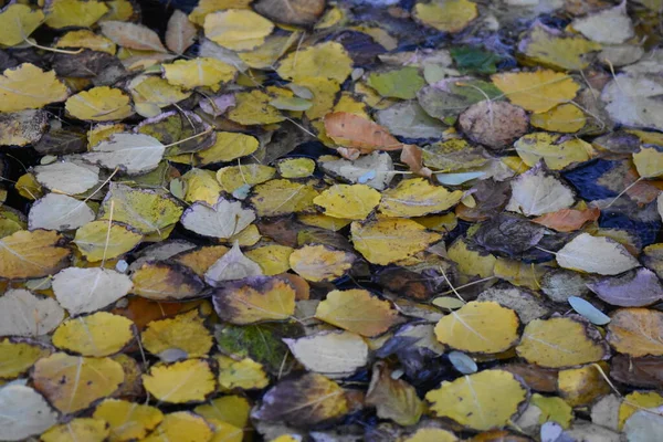 Осенние Листья Деревянном Фоне — стоковое фото