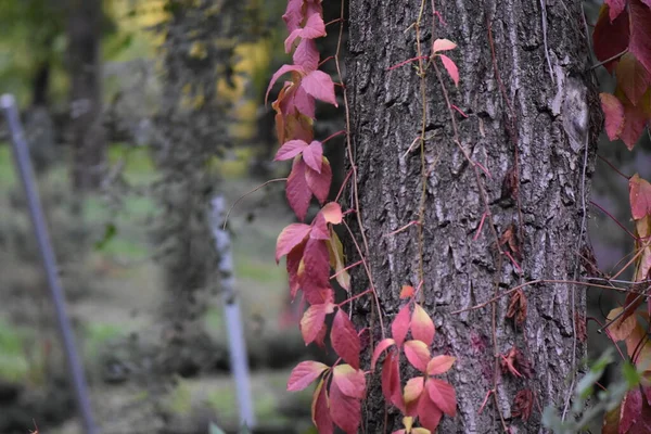 Podzimní Listy Dřevěném Pozadí — Stock fotografie