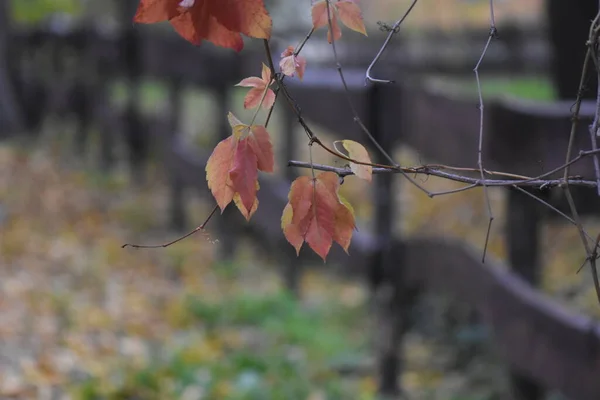 Podzimní Listy Dřevěném Pozadí — Stock fotografie