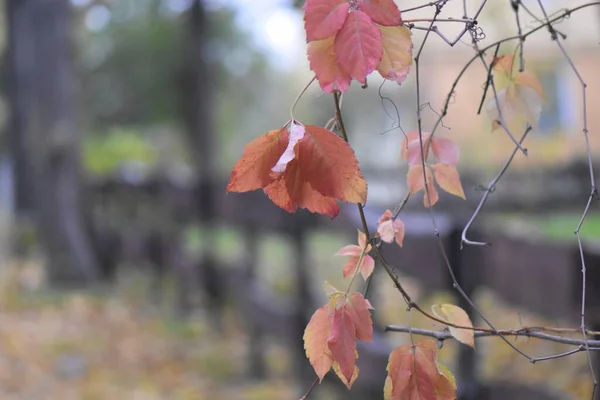 Feuilles Automne Sur Fond Bois — Photo