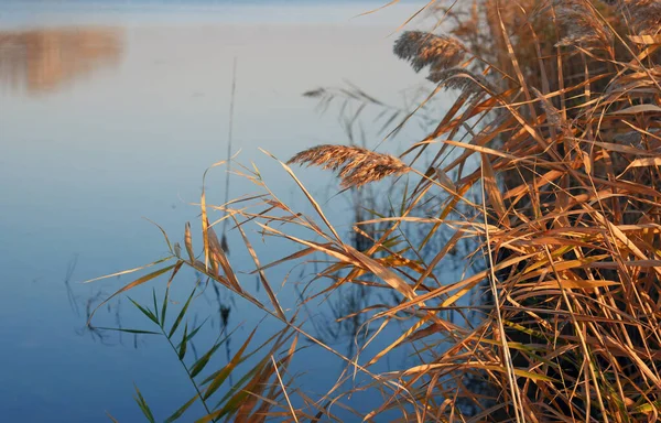 Árvores Outono Refletidas Água — Fotografia de Stock