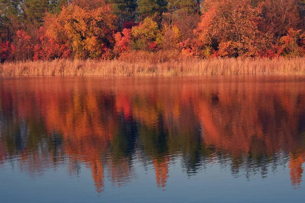 Arbres Automne Reflétés Dans Eau — Photo