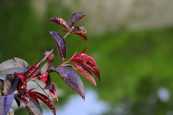 庭にある赤い葉の木 — ストック写真