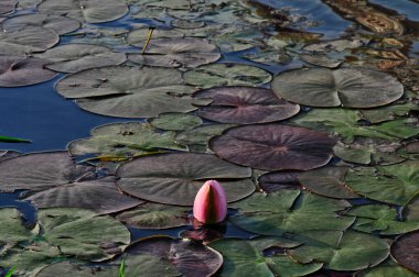 Gölette pembe nilüfer çiçeği