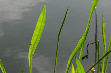 Göletteki yeşil çimenler