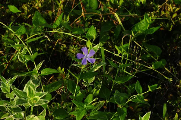 Purple Flower Grass — Stock Photo, Image