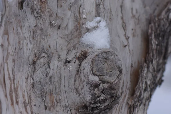 雪に覆われた木の質感 — ストック写真
