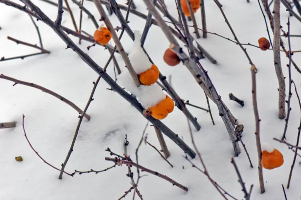 覆盖着雪的枝条和果实 — 图库照片