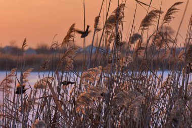 Donmuş nehirde altın gün batımı