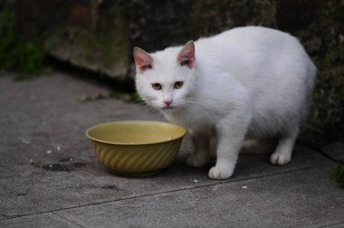 Vahşi kediler bahçede yemek yiyor.