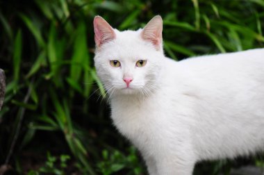 Vahşi kediler bahçede yemek yiyor.