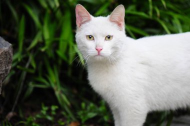 Vahşi kediler bahçede yemek yiyor.