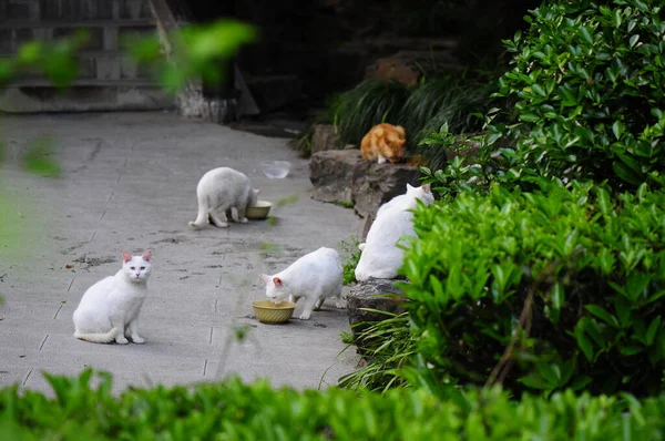 Gatos Selvagens Comendo Jardim — Fotografia de Stock