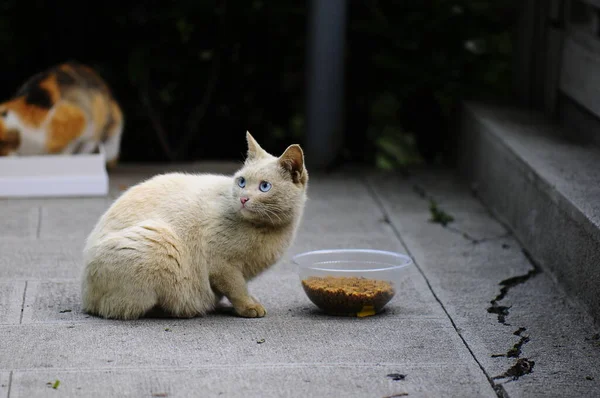 Vilda Katter Äter Trädgården — Stockfoto