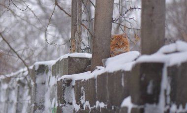 Karda kırmızı evsiz kedi