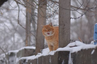 Karda kırmızı evsiz kedi