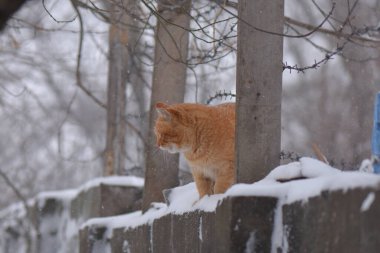 Karda kırmızı evsiz kedi