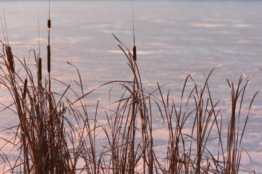 Donmuş gölde gün batımı sazlıkla