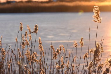 Donmuş gölde gün batımı sazlıkla
