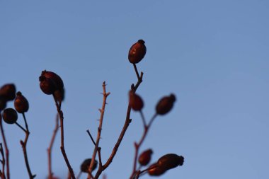 Donmuş gölde gün batımı sazlıkla