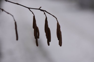 Ağacın buzla kaplı dalları