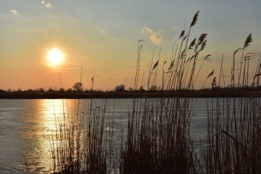 Gün batımında kuru kamışlı manzara