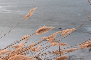 Gün batımında kuru kamışlı manzara