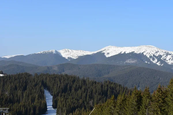 Snötäckta Tallar Berg — Stockfoto