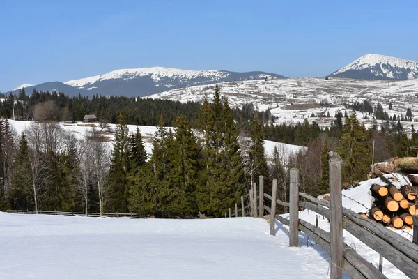 snow covered pine trees in mountains