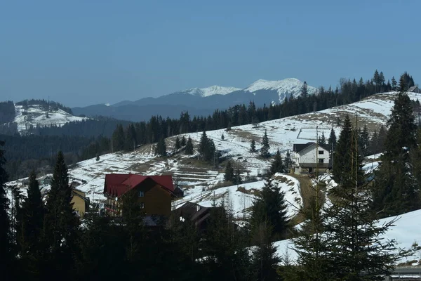 Засніжені Соснові Дерева Горах — стокове фото