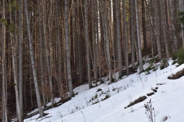 Kışın dağlarda ağaçlar