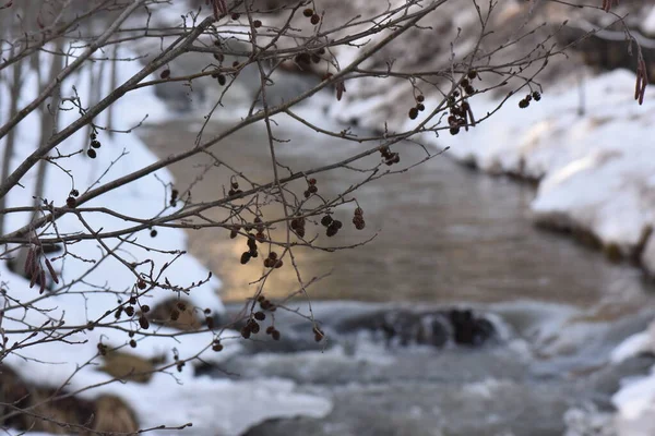 Bäume Den Bergen Winter — Stockfoto