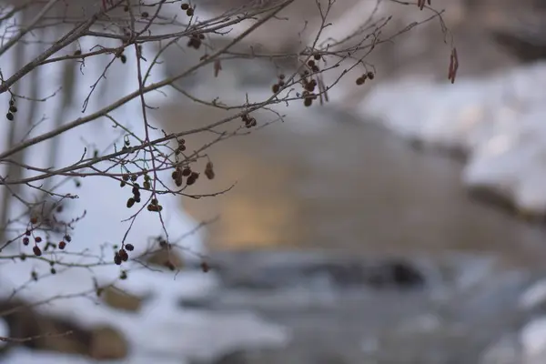 Bäume Den Bergen Winter — Stockfoto