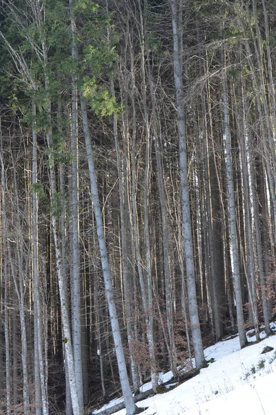 Stromy Horách Zimě — Stock fotografie