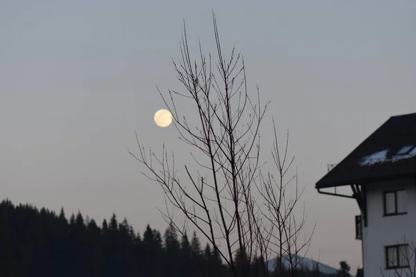 Luna Sobre Bosque Nocturno —  Fotos de Stock