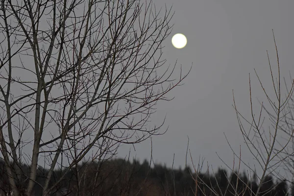 Lune Dessus Forêt Nocturne — Photo