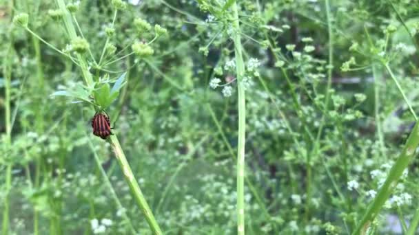 Červený Brouk Rostlině Zblízka Létě — Stock video