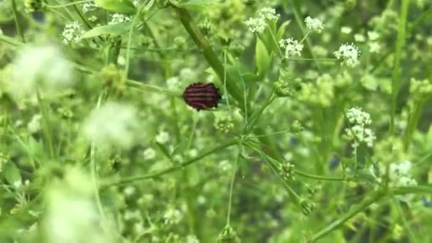 Červený Brouk Rostlině Zblízka Létě — Stock video