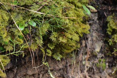 Ağaç gövdesinde yosun