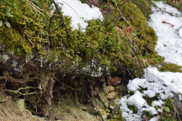 Musgo Bosque Invierno —  Fotos de Stock