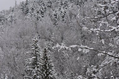 karla kaplı ağaç dalları