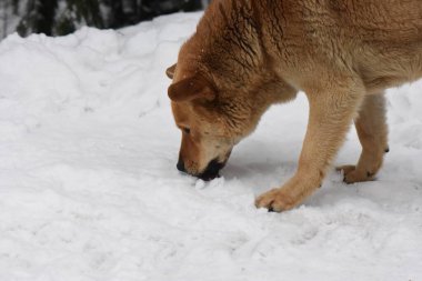 Kış ormanında vahşi bir köpek