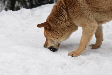Kış ormanında vahşi bir köpek