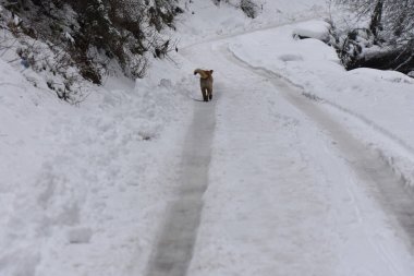 Kış ormanında vahşi bir köpek